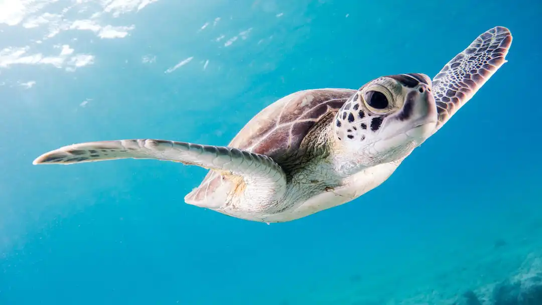 image of a sea turtle swimming through clear blue water by itself